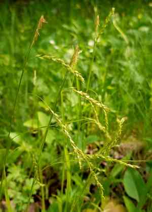 Drooping woodland sedge(Carex arctata)