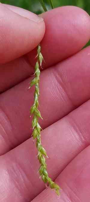 Drooping woodland sedge(Carex arctata)