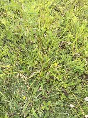 Drooping woodland sedge(Carex arctata)