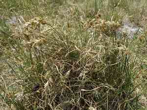 Sand sedge(Carex arenaria)