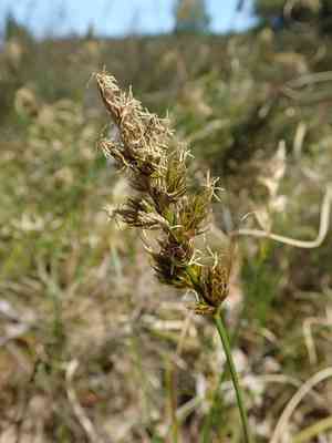 Sand sedge(Carex arenaria)