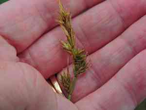 Sand sedge(Carex arenaria)