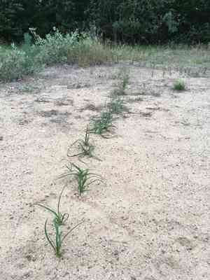 Sand sedge(Carex arenaria)