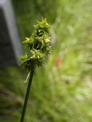 Prickly bog sedge(Carex atlantica)