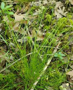 Prickly bog sedge(Carex atlantica)