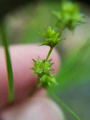 Prickly bog sedge(Carex atlantica)