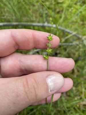 Prickly bog sedge(Carex atlantica)