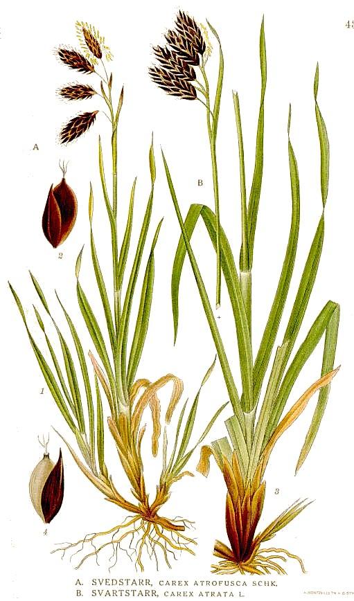 Black alpine sedge (Carex atrata) Care Guide: Pests, Diseases, Watering ...