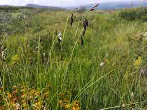 Darkbrown sedge(Carex atrofusca)