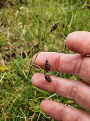 Darkbrown sedge(Carex atrofusca)