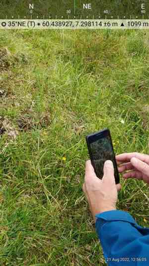 Darkbrown sedge(Carex atrofusca)