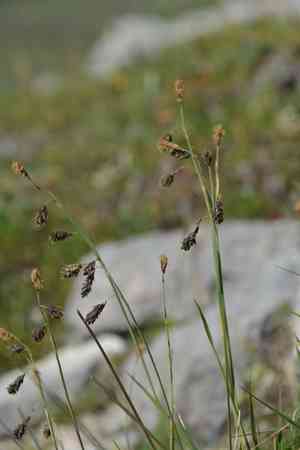 Darkbrown sedge(Carex atrofusca)