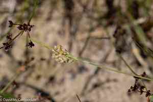 Golden sedge(Carex aurea)