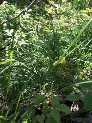 Golden sedge(Carex aurea)