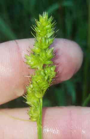 Southern sedge(Carex austrina)