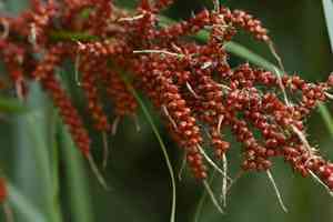 Crimson-seeded sedge(Carex baccans)