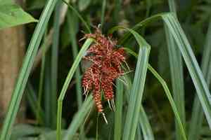 Crimson-seeded sedge(Carex baccans)
