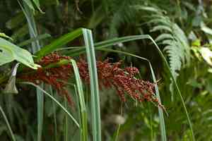 Crimson-seeded sedge(Carex baccans)