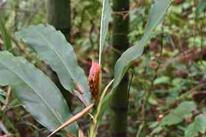 Crimson-seeded sedge(Carex baccans)