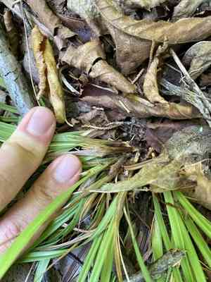 Back's sedge(Carex backii)