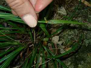 Back's sedge(Carex backii)