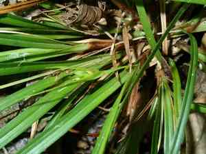 Back's sedge(Carex backii)