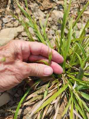 Back's sedge(Carex backii)