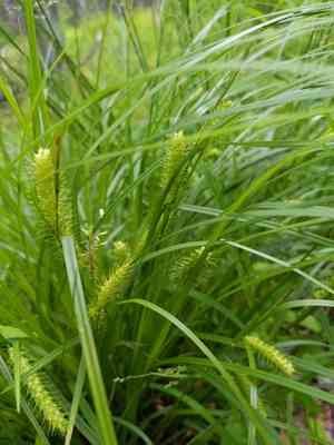 Bailey's sedge(Carex baileyi)