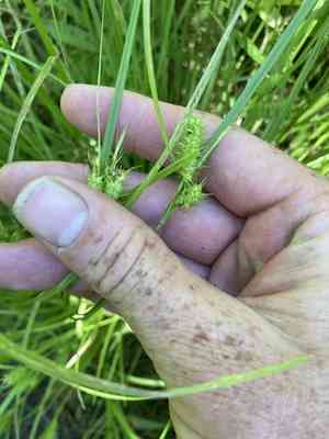 Bailey's sedge(Carex baileyi)