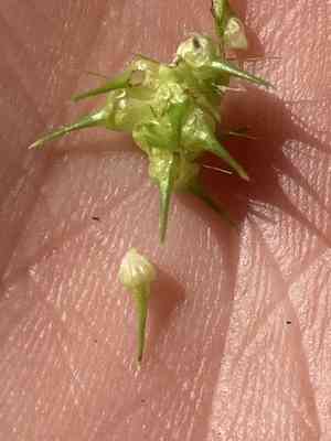 Bailey's sedge(Carex baileyi)