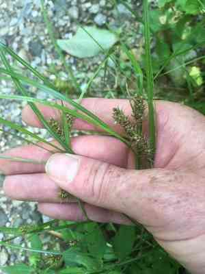 Bailey's sedge(Carex baileyi)