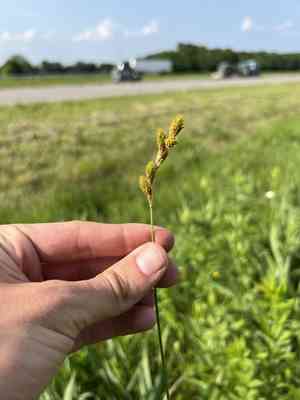 Bicknell's sedge(Carex bicknellii)