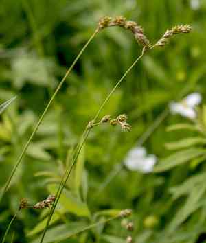 Bicknell's sedge(Carex bicknellii)