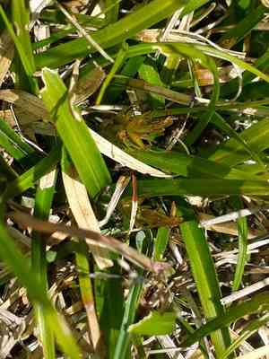 Asian shortstem sedge(Carex breviculmis)