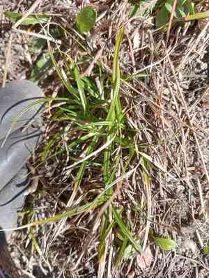 Asian shortstem sedge(Carex breviculmis)