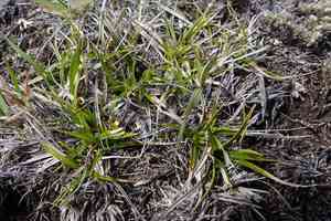 Asian shortstem sedge(Carex breviculmis)