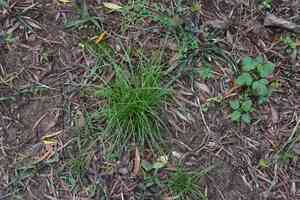 Asian shortstem sedge(Carex breviculmis)