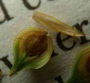 Shortbeak sedge(Carex brevior)