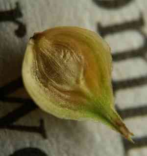 Shortbeak sedge(Carex brevior)