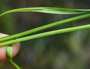 Shortbeak sedge(Carex brevior)
