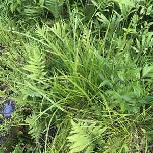 Brome-like sedge(Carex bromoides)