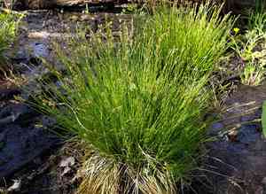 Brome-like sedge(Carex bromoides)
