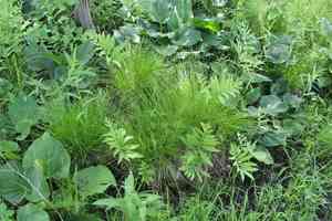 Brome-like sedge(Carex bromoides)