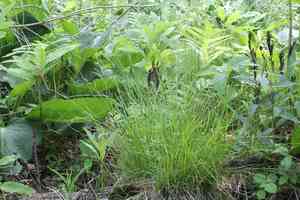 Brome-like sedge(Carex bromoides)