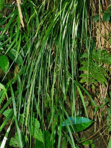 Greater brown sedge(Carex brunnea)