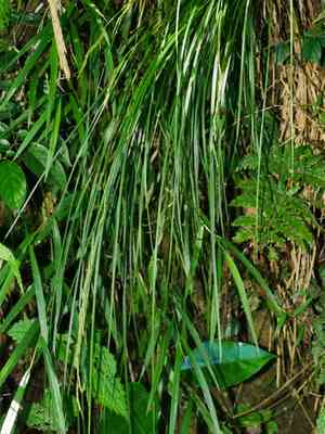Greater brown sedge(Carex brunnea)