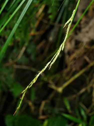 Greater brown sedge(Carex brunnea)