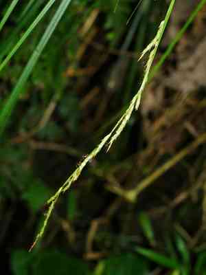 Greater brown sedge(Carex brunnea)