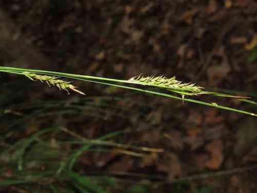 Greater brown sedge(Carex brunnea)
