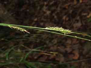 Greater brown sedge(Carex brunnea)
